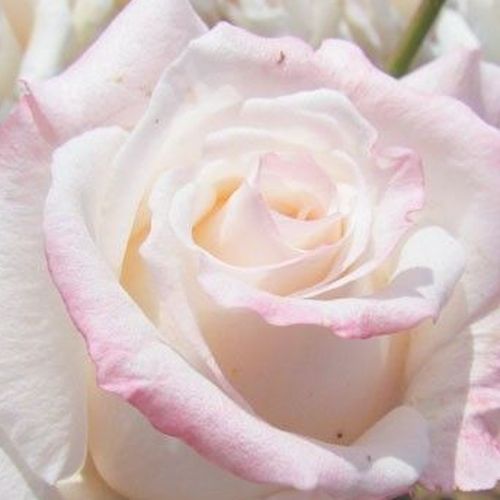 Rosa Anniversary Waltz™ - rosa de fragancia intensa - Árbol de Rosas Híbrido de Té - rosal de pie alto - blanco - Ronnie Rawlins- forma de corona de tallo recto - Rosal de árbol con forma de flor típico de las rosas de corte clásico.